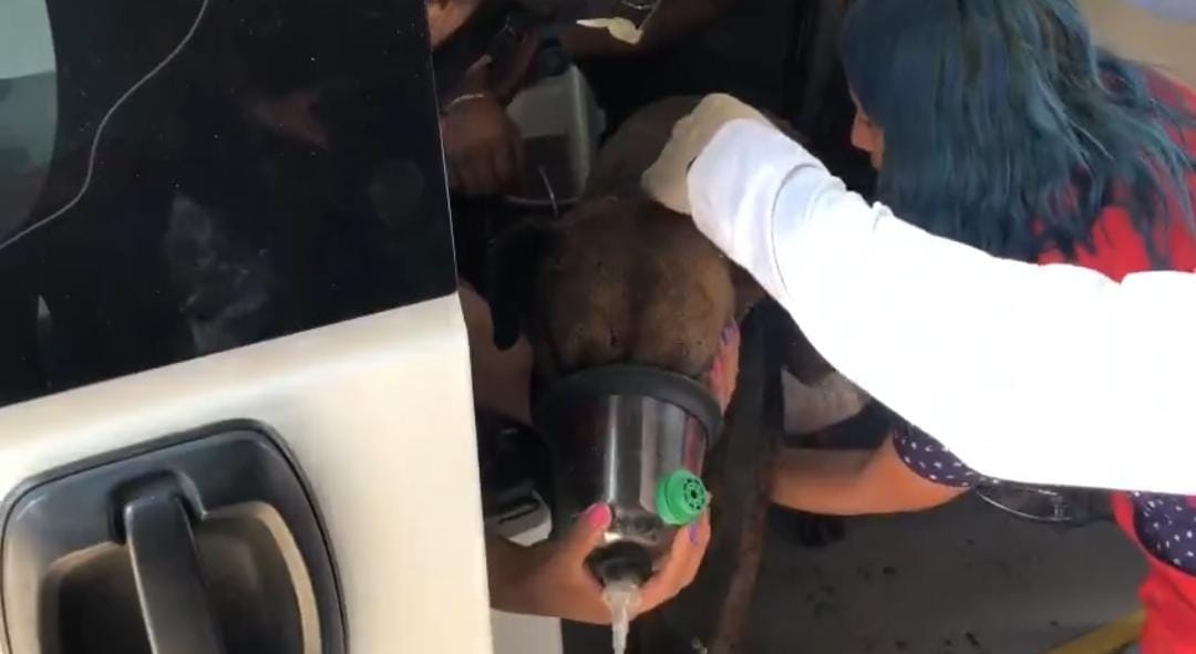 Rescate de perritos tras explosión por gas en casa de Iztapalapa es captado en VIDEO