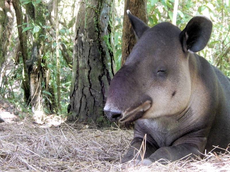 ¿Por qué se extinguió el tapir en Yucatán?