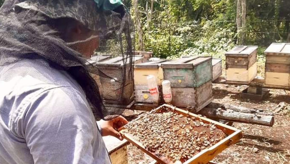 Culpan a apicultores por la pérdida de más de 800 colmenas en Hopelchén, Campeche