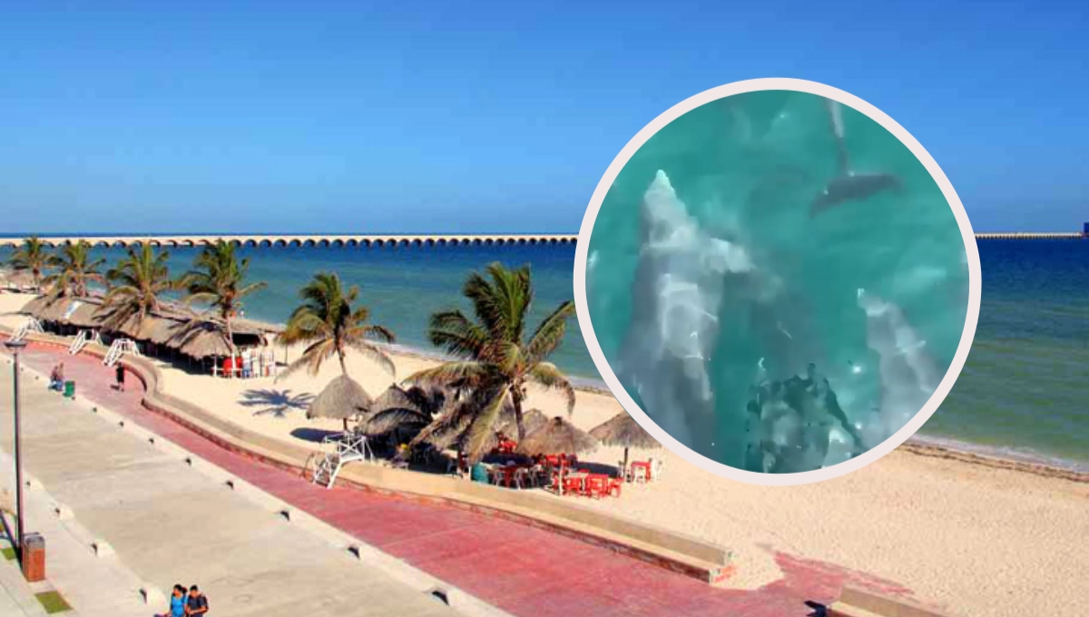 Pescadores captan delfines en Progreso: VIDEO