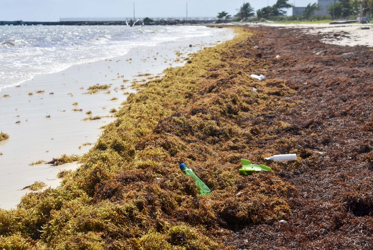 Se tiene previsto que este año sea récord de llegada de la talofita a las playas de Caribe Mexicano