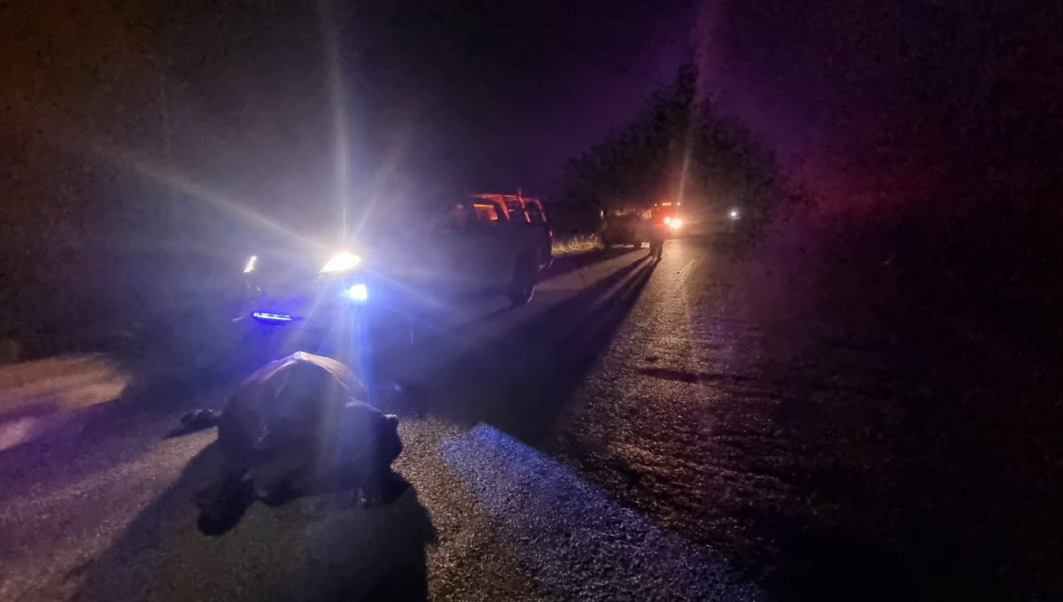 Vaca provoca accidente en la carretera Escárcega-Chetumal; hay dos lesionados