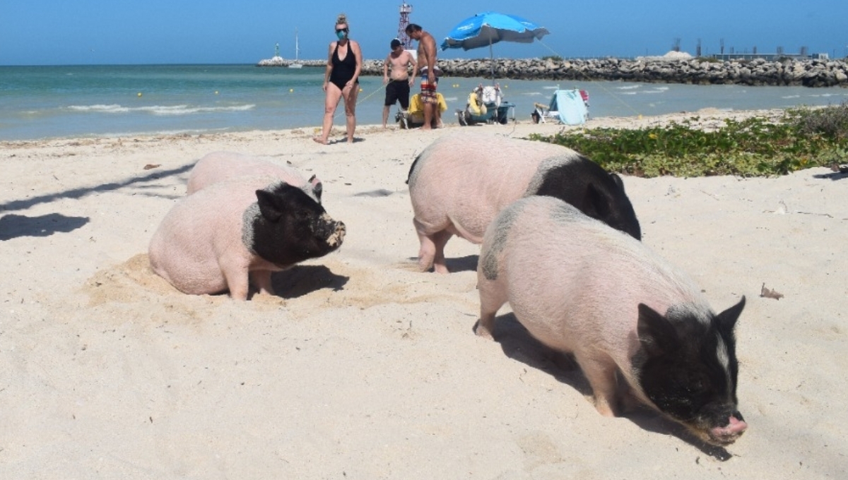 Pig Beach es muy visitada por turistas en Yucatán