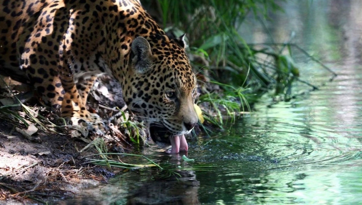 Campeche contará con un millón y medio de hectáreas protegidas: Semarnat