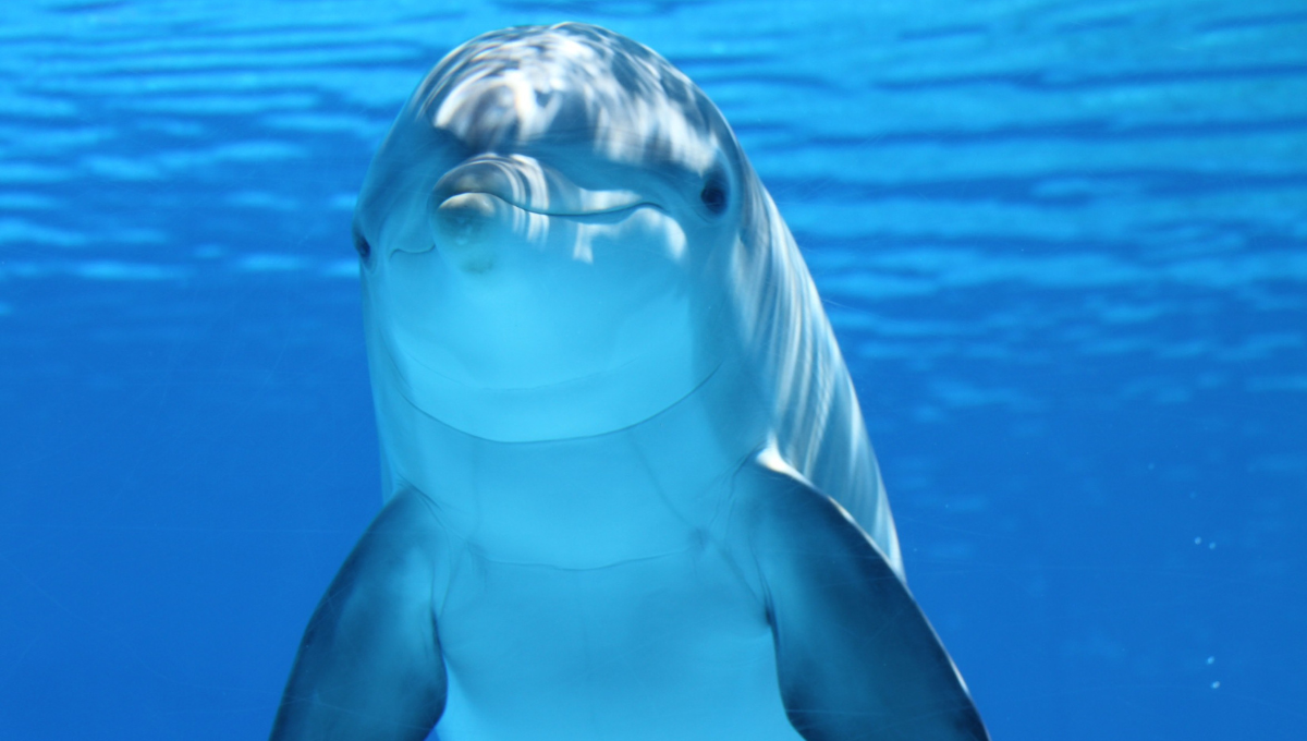 En los últimos tres días se reportan varios delfines varados. Foto: Especial