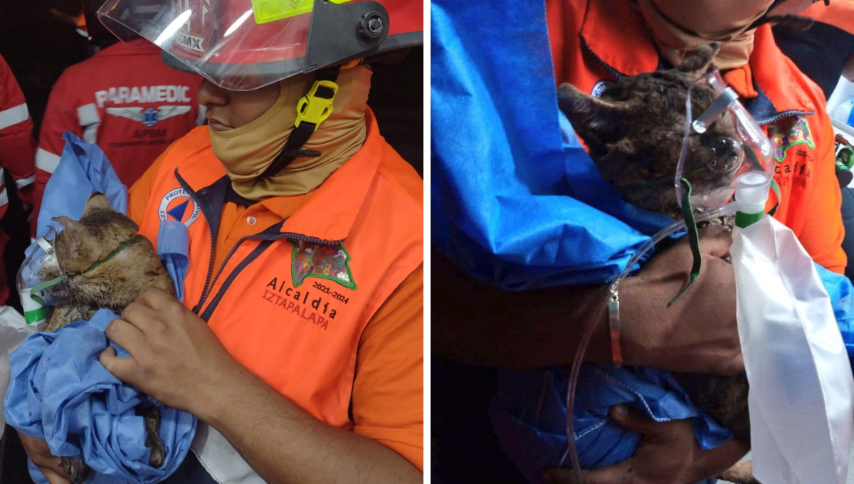 Salvan a gatito de morir en el incendio de la Central de Abastos en la CDMX