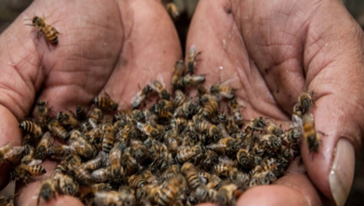 Apicultores reportan la muerte de abejas en 35 apiarios con 800 colonias
