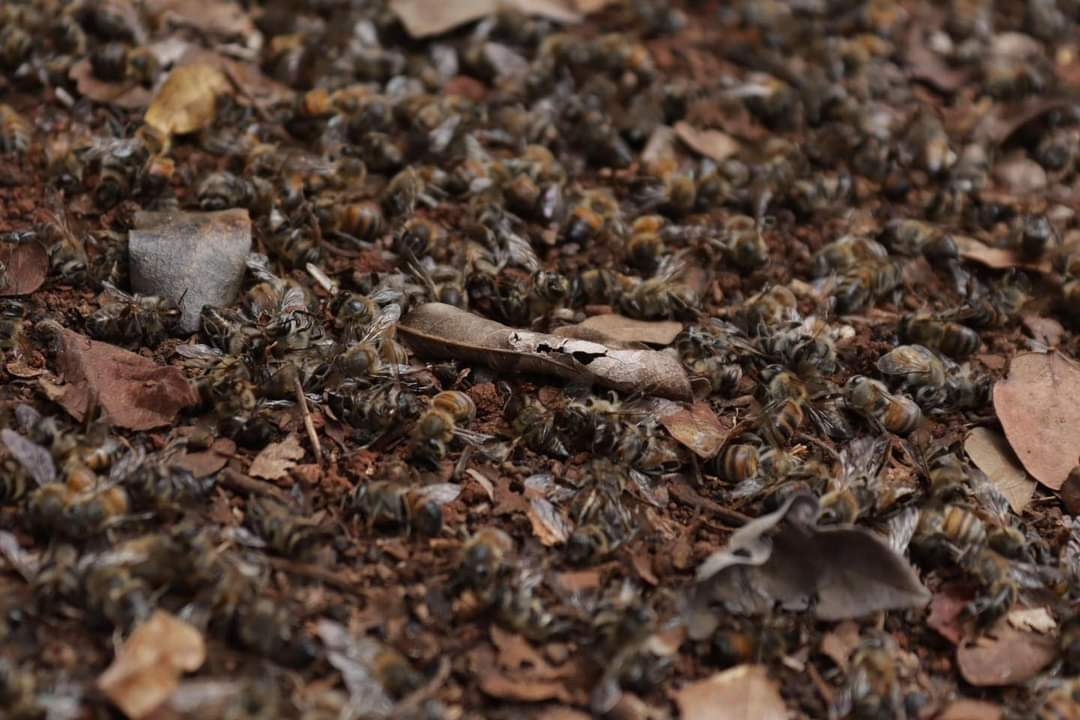 Miles de abajas han muerto en Escárcega a causa de plaguicidas