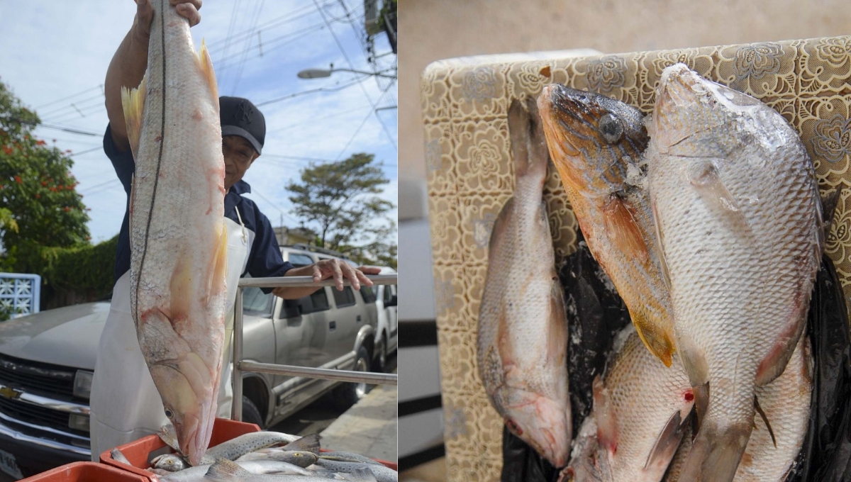 El informe detalla que en el Caribe Mexicano, cuando el pescado mero entró en veda, se sustituyó por la variedad basa y tilapia