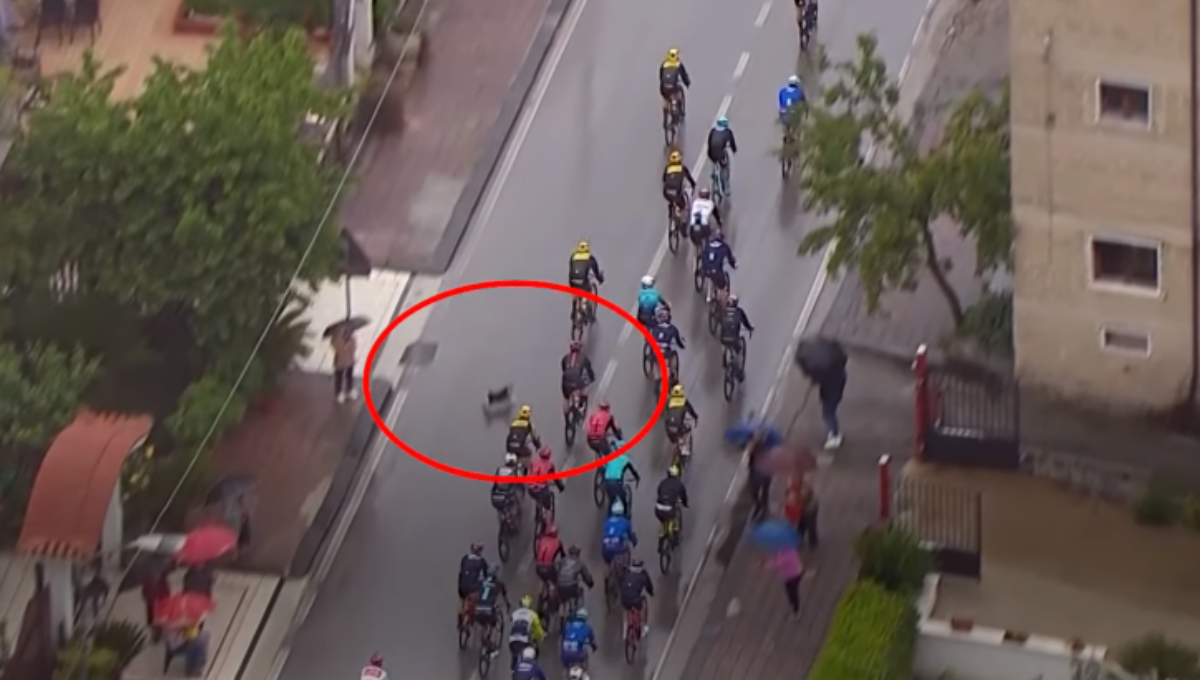 Perrito ocasiona accidente en competencia ciclista en Italia: VIDEO