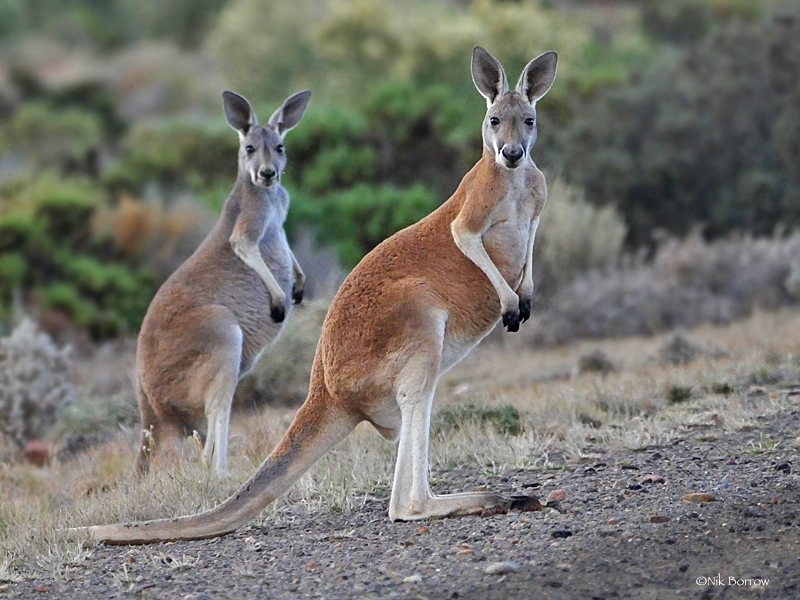 En Australia, planean matanza de 5 millones de canguros para fabricar artículos de piel
