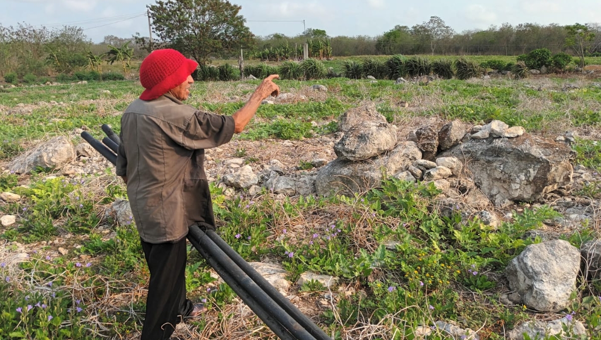 Aves silvestres atacan cultivos de campesinos en Sinanché