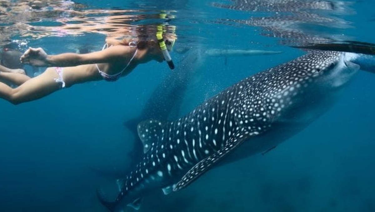 Inicia temporada de avistamiento de tiburón ballena en Isla Mujeres; zarpan 120 embarcaciones