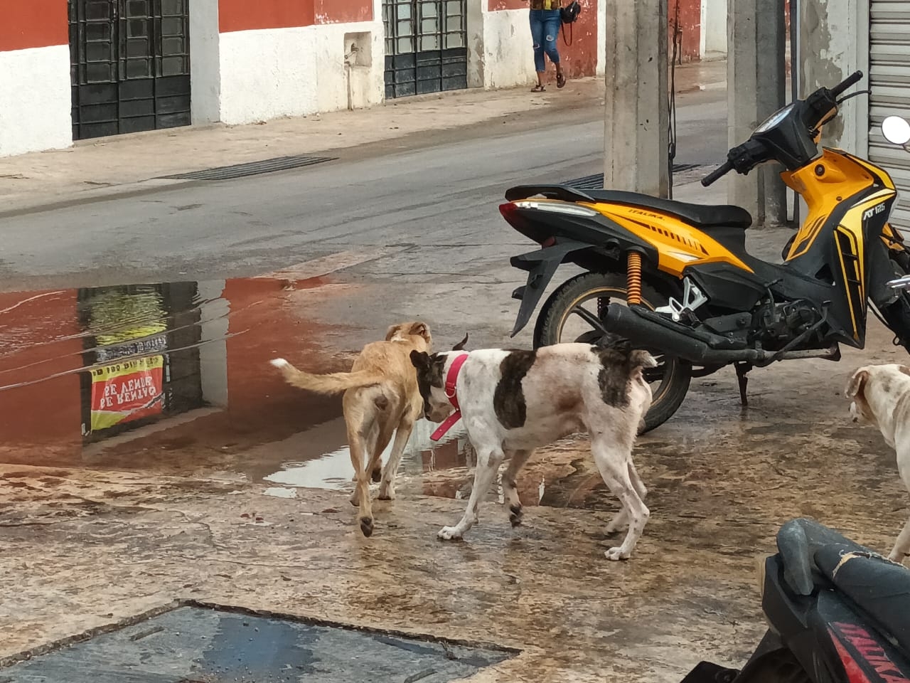 Jauría de perros aterroriza a los vecinos de Motul; 'son agresivos', aseguran