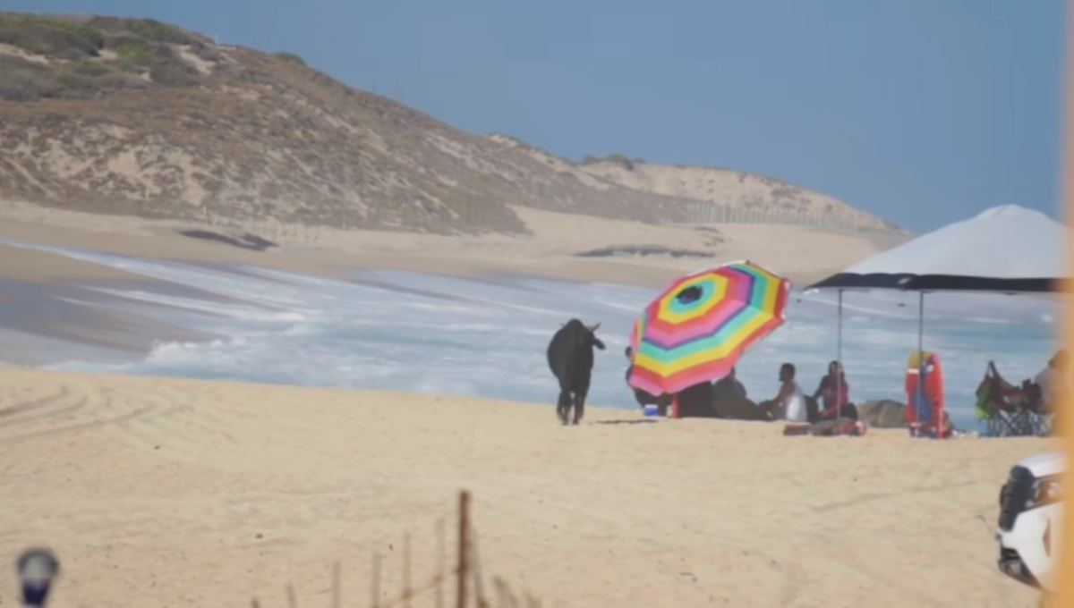 Toro embiste a turista en playas de Baja California Sur: VIDEO