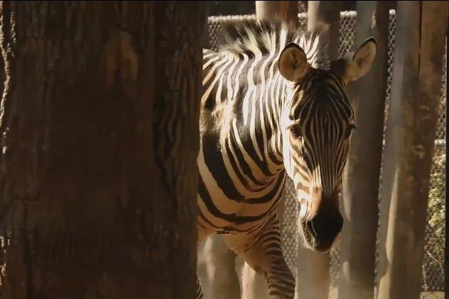'Karo' nació en el zoológico de San Juan de Aragón en 2010
