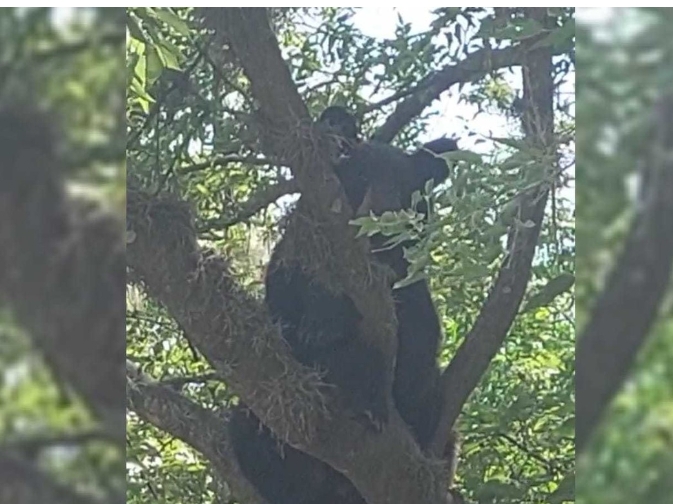 Encuentran a un oso sobre un árbol dentro de una escuela en Monterrey