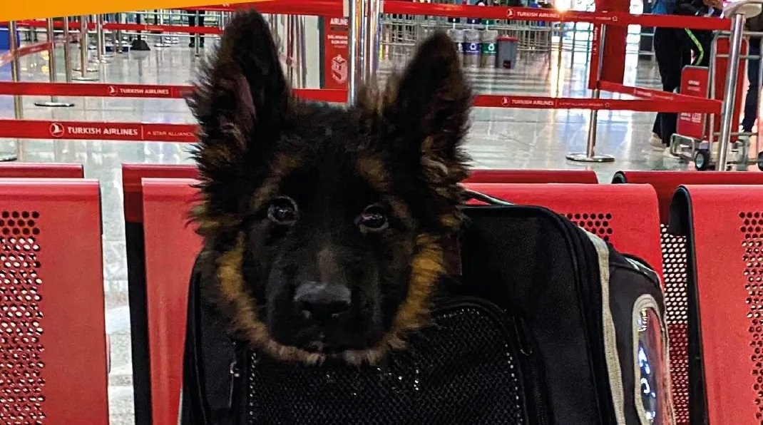 Cachorro donado por Turquía llega a México tras muerte de Proteo, el perro rescatista de la Sedena