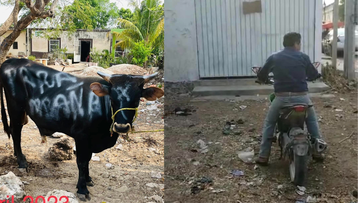 Exhiben en redes sociales a 'ladrón' de ganado de Halachó, Yucatán