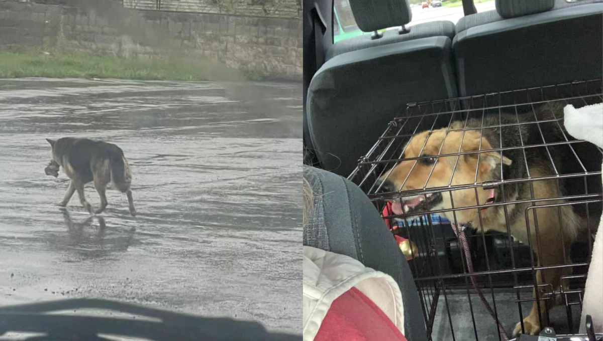 Familia adopta a perrita que vagaba por las calles de EU con el peluche de su dueño fallecido
