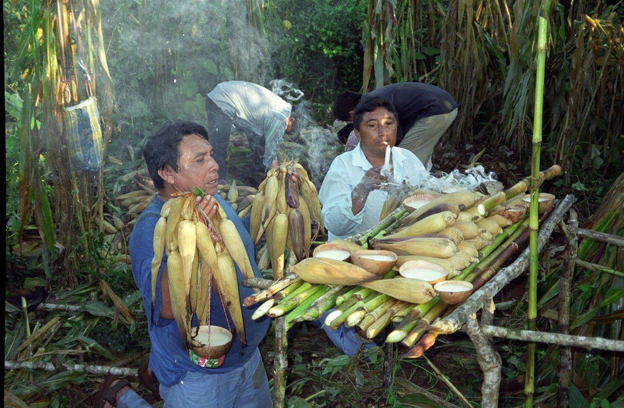 La Milpa Maya Peninsular es un sistema productivo desarrollado en Yucatán, Campeche y Quintana Roo