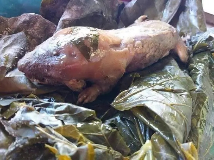 De plaga a manjar; este es el roedor que se come en municipios de Yucatán