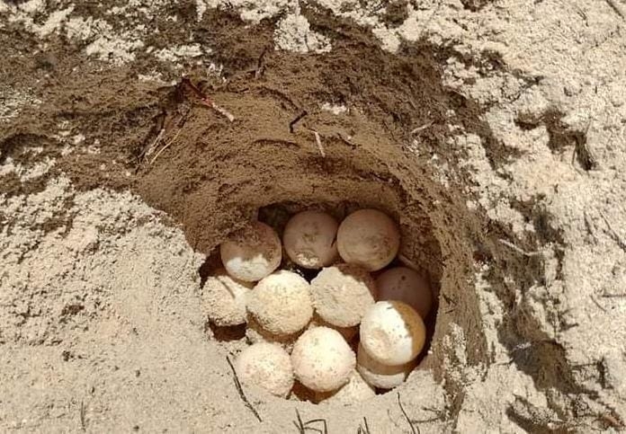Hallan 200 nidos de tortuga en playas de Progreso; Policía los resguarda