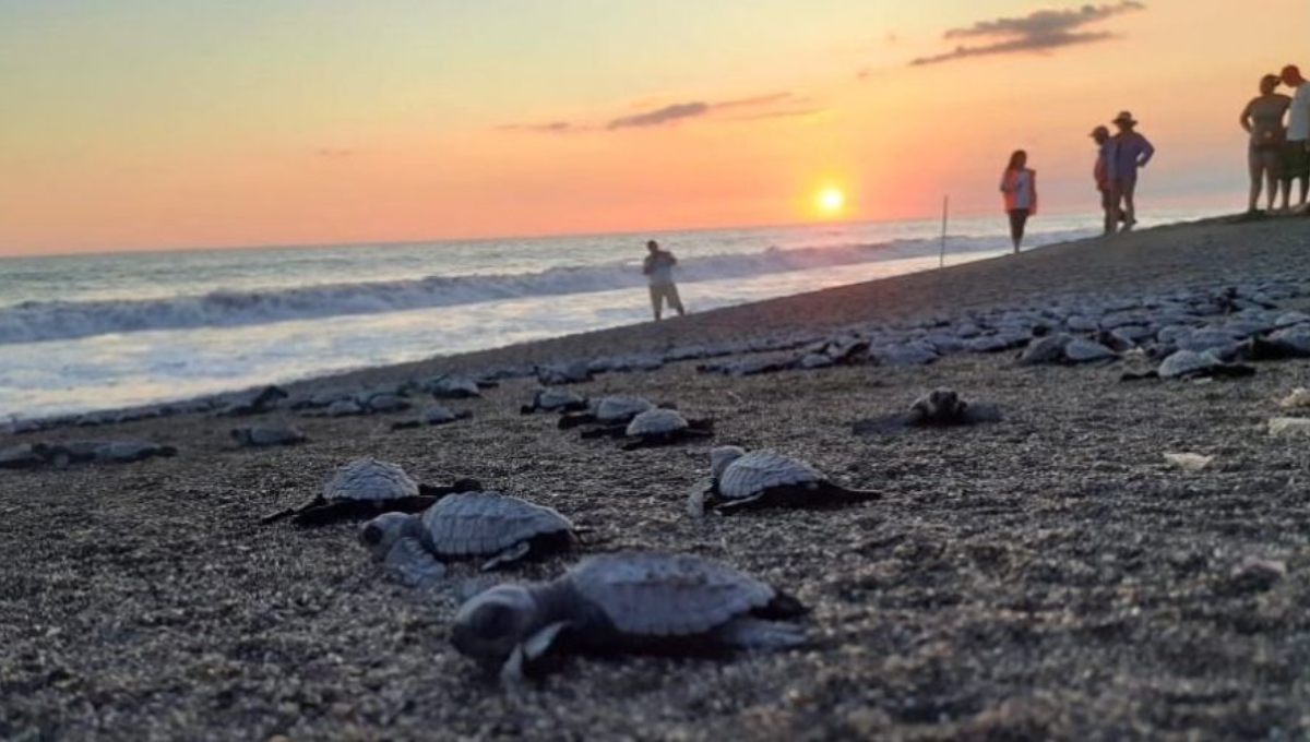 Liberan más de 100 crías de tortuga de carey nacidas en Progreso