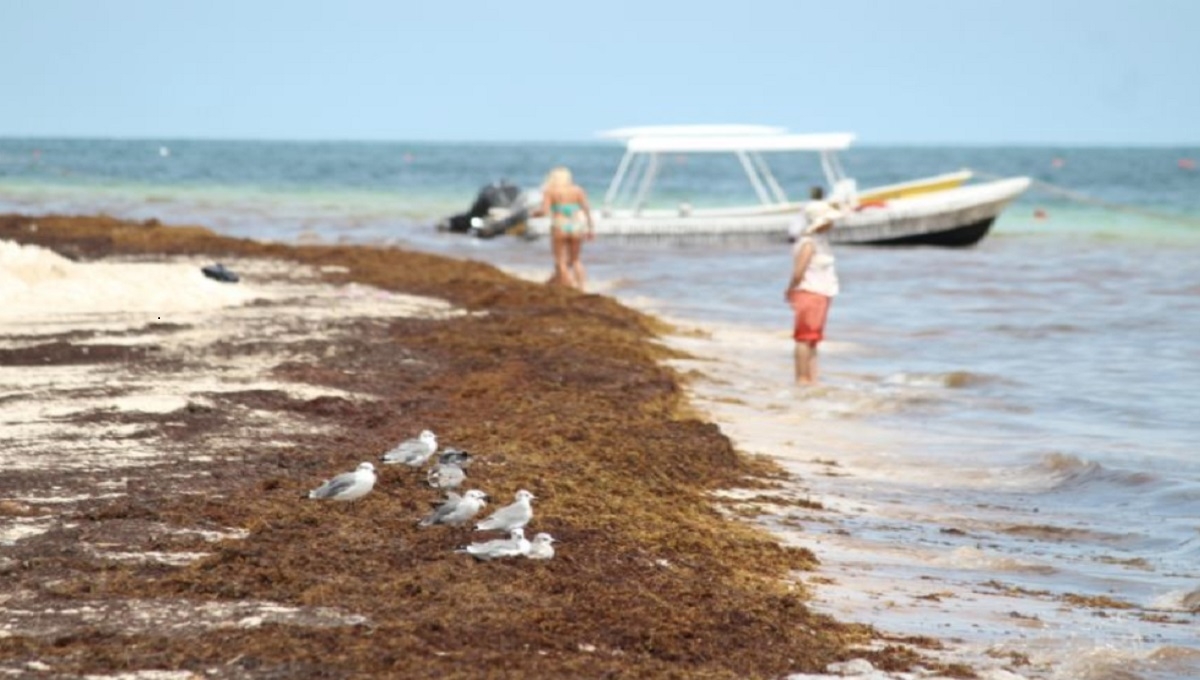 Sargazo 'golpea' a la pesca deportiva en Cancún