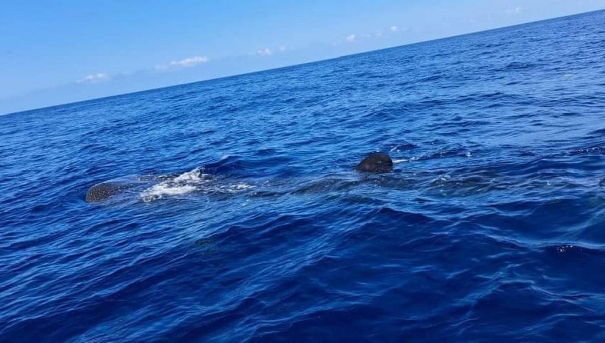 Otorgan permisos a 80 embarcaciones de Holbox para tours con tiburón ballena
