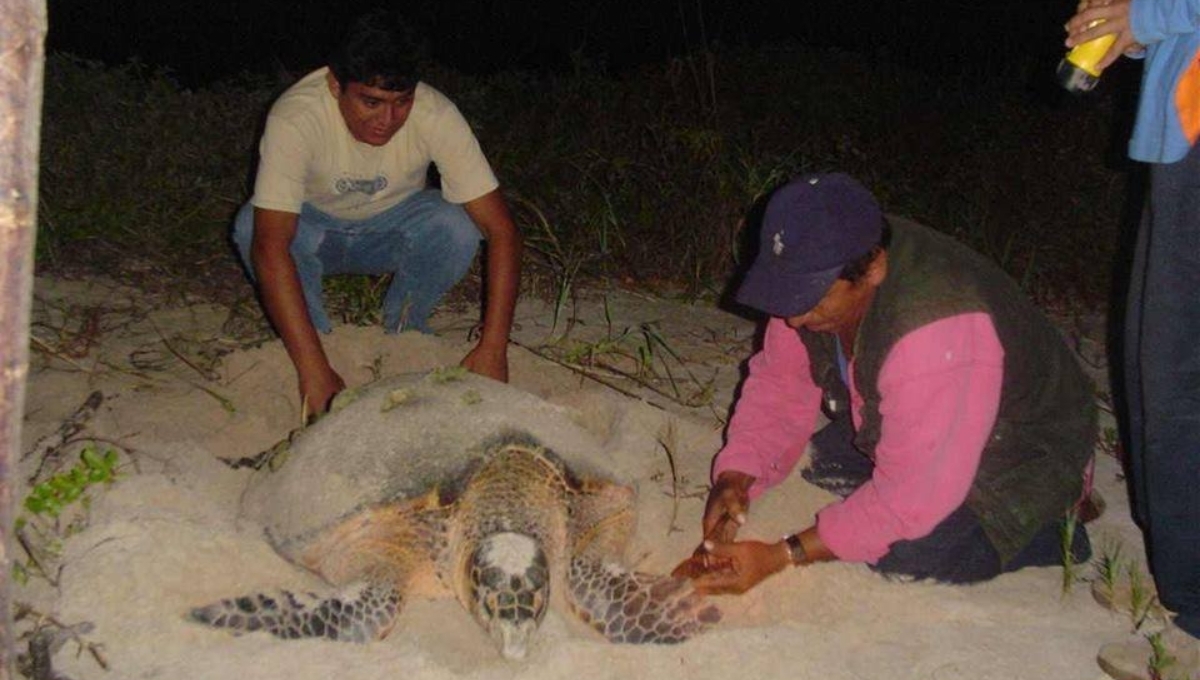 Pesca nocturna en Campeche, peligro para la anidación de la tortuga marina