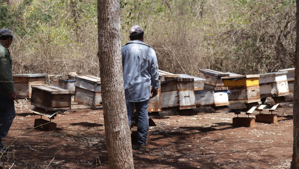 Colegio de Chiapas revela la causa de muerte de miles de abejas en Hopelchen