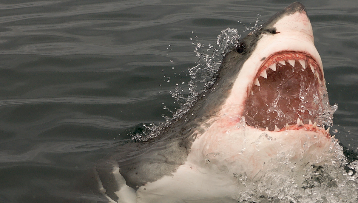 Tiburón mata a un pescador en el Pacífico
