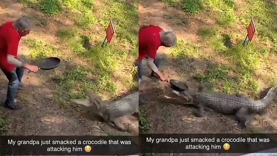 Abuelito ahuyenta a un cocodrilo a sartenazos