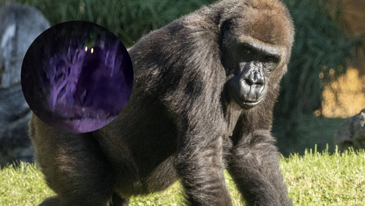 Gorila suelto en Hidalgo causa pánico en pobladores de Villa de Tezontepec