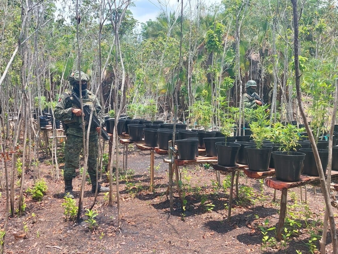 Catean invernadero clandestino en Bacalar; incautan plantas de marihuana