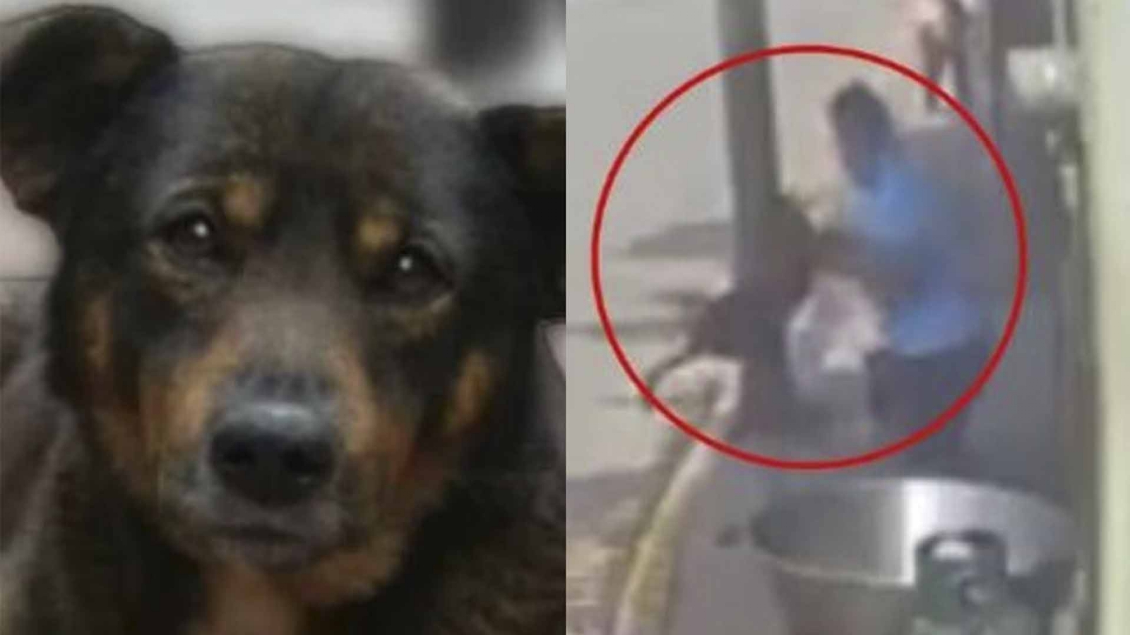 'Todo fue mi culpa': Declara niño dueño del perro lanzado a cazo con aceite hirviendo en Tecámac