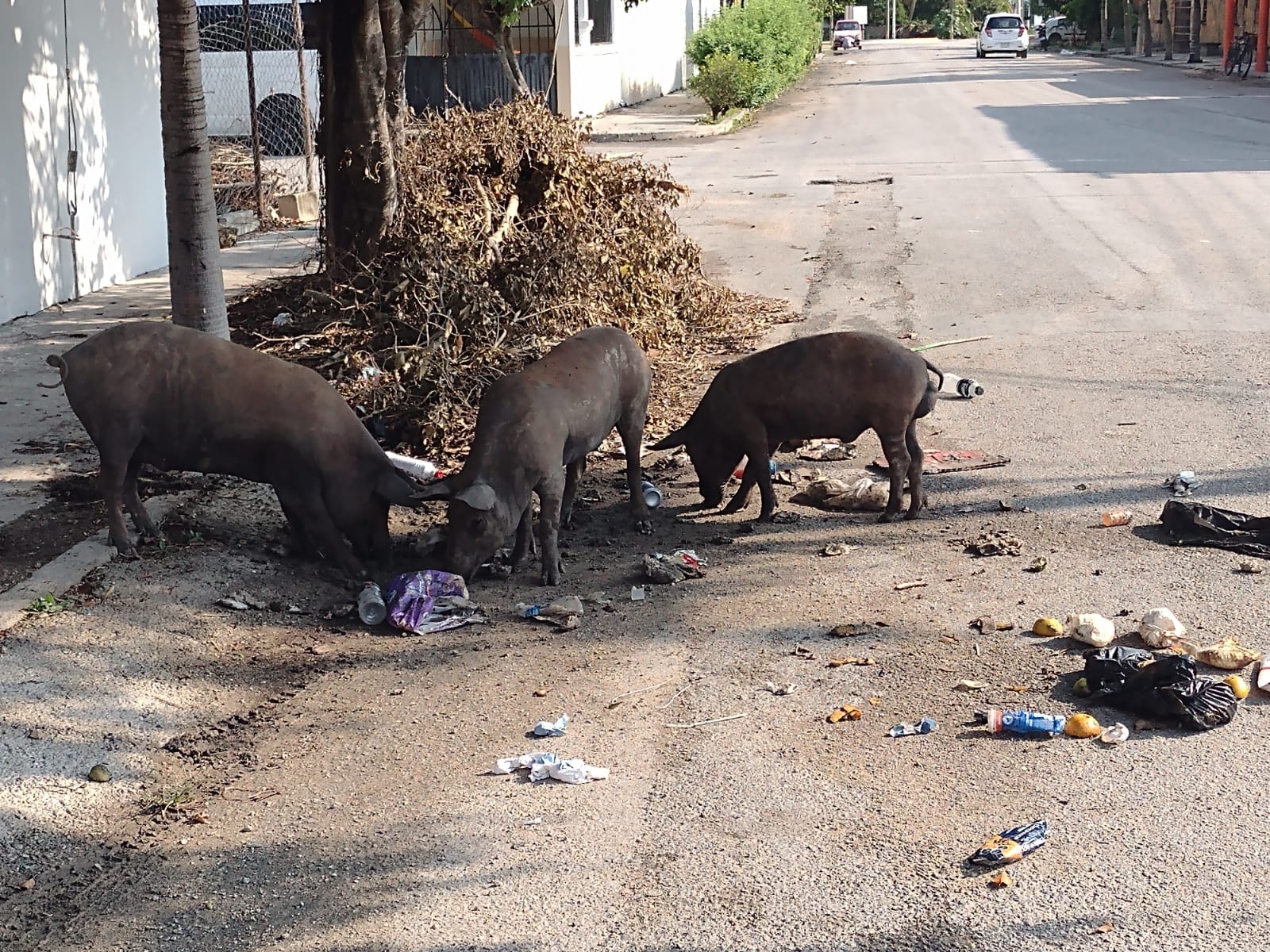 Cerdos se pasean por las calles de Felipe Carrillo Puerto