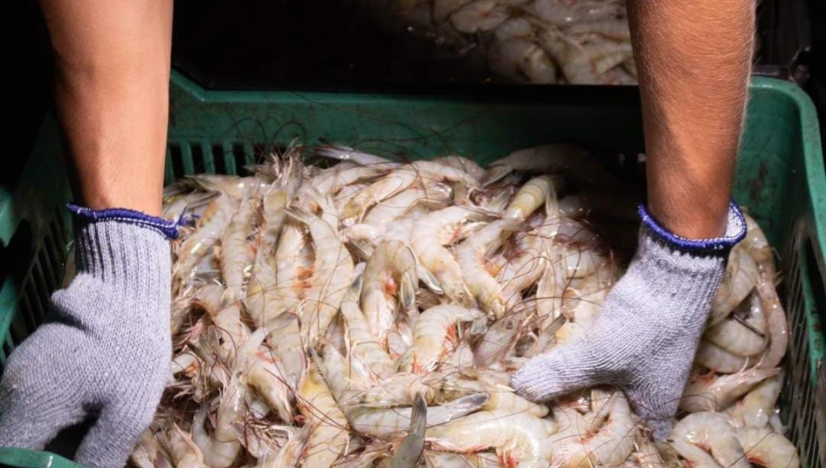 El camarón reporta baja captura en actividades marinas