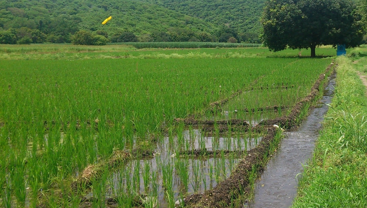 Se desploma 33% la cosecha del arroz palay en Campeche