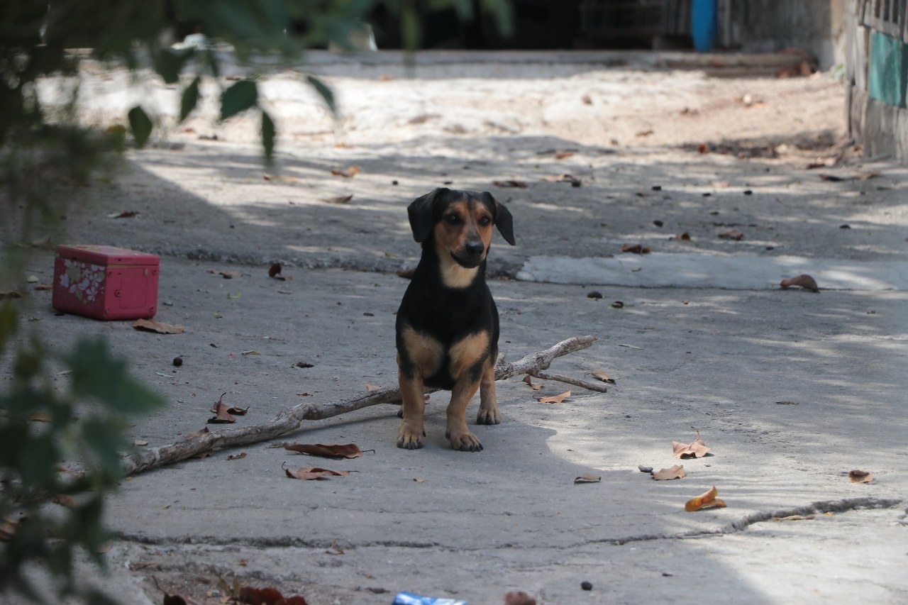 FGE deja a mascotas encerradas en casas que asegura en Cozumel