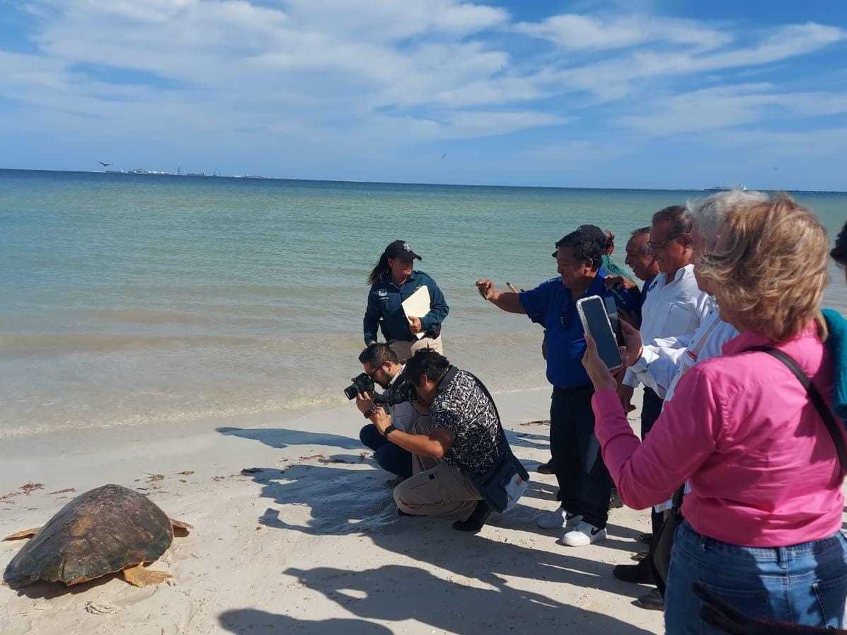 Progreso alberga cinco nidos de tortugas carey con más de 300 huevos