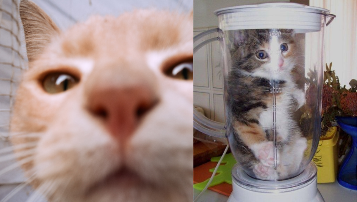 El gato en una licuadora desata indignación en redes sociales, pero también memes tiernos