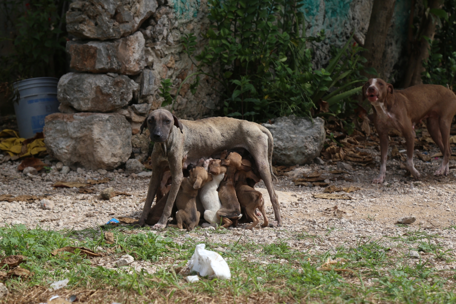 En Yucatán no hay cultura de adopción responsable, señalan