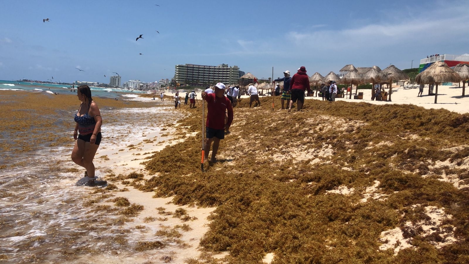 Playas de Cancún lucen abarrotadas de sargazo: EN VIVO