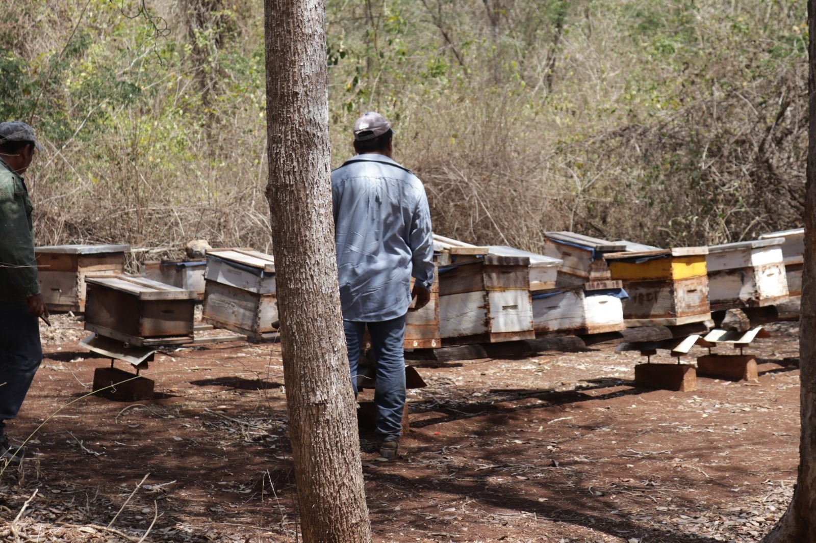 Apicultores de Campeche continúan quejas por la muerte de abejas en Hopelchén