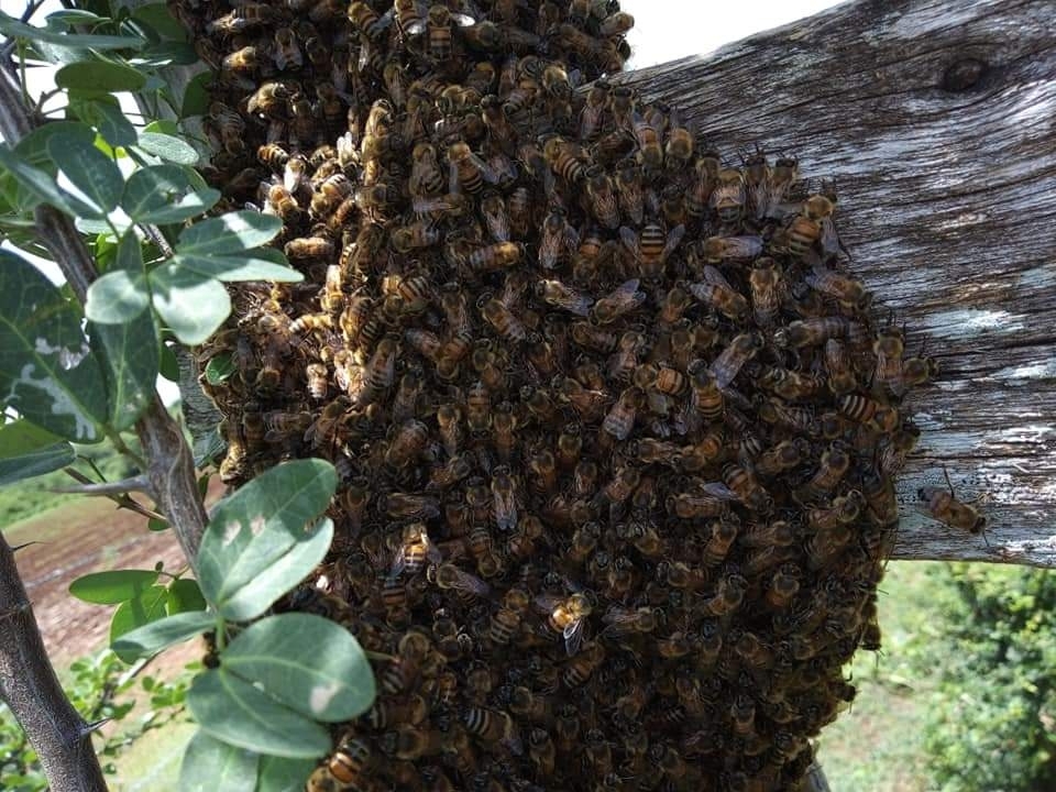 Secretaría de Medio Ambiente 'se deslinda' de la muerte de miles de abejas en Campeche