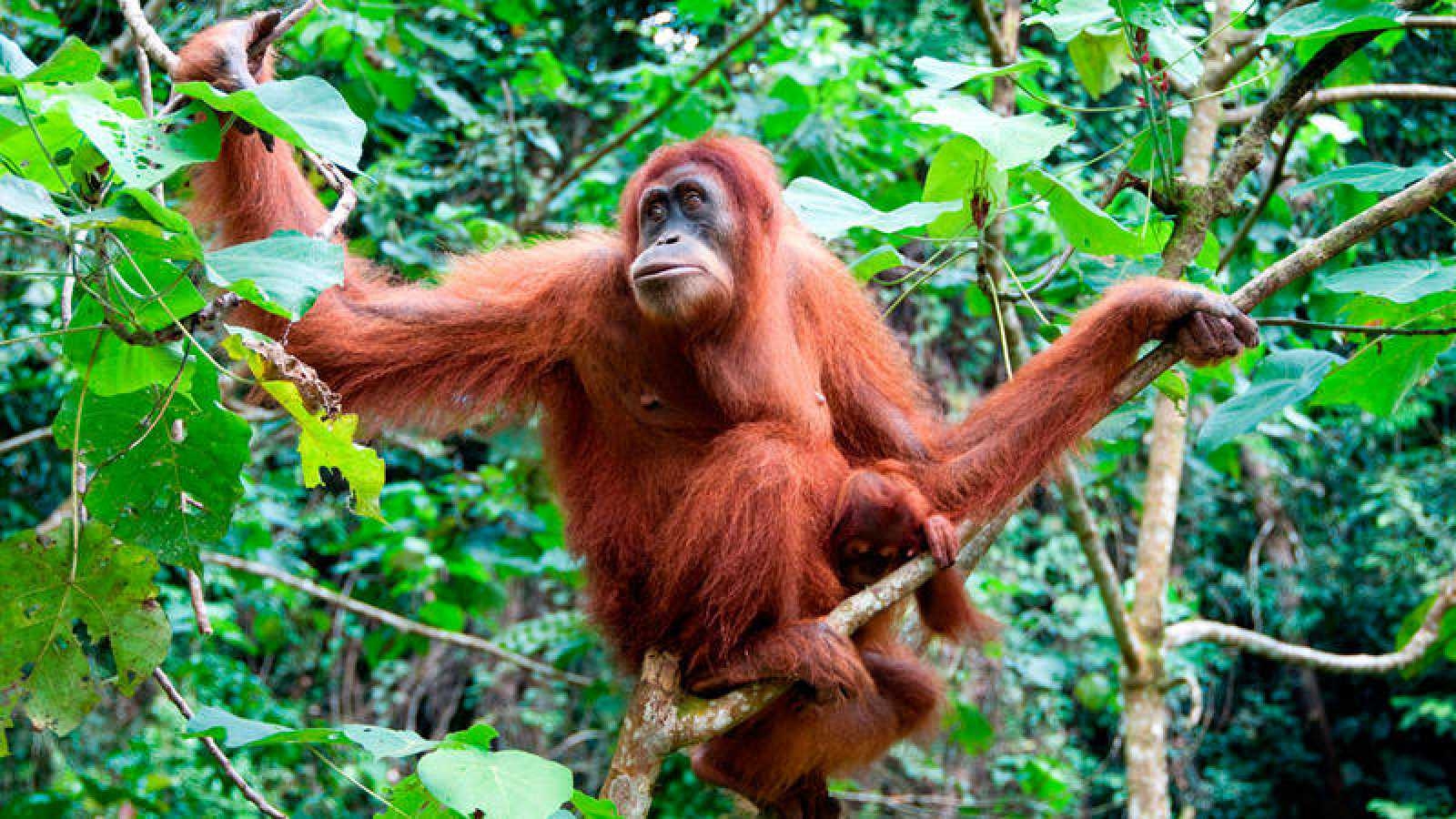 Orangután pasea por los montes de Yucatán; se escapó de un circo