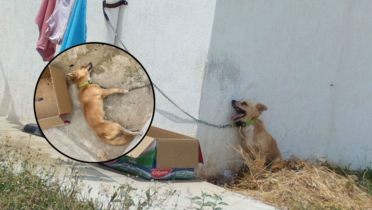 El perro perdió la vida debido a las altas temperaturas en Umán