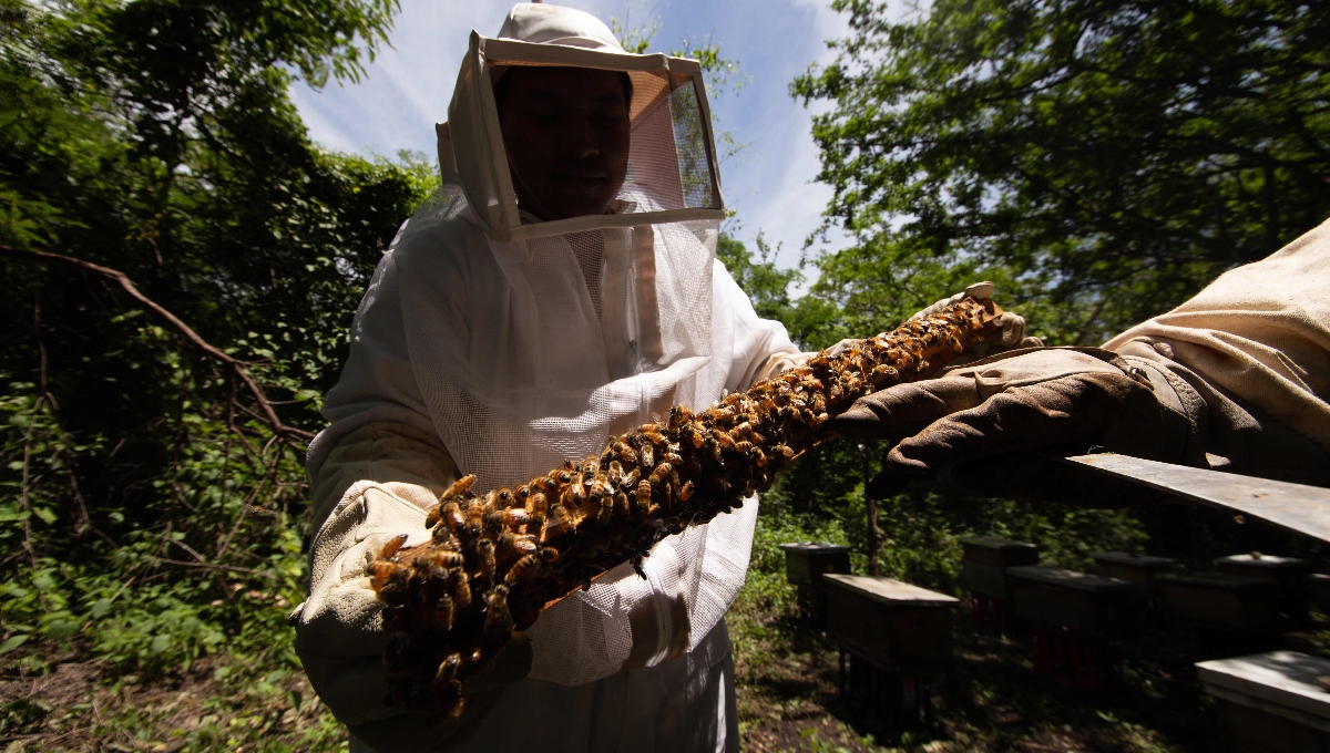 Exigen declarar emergencia ambiental en Campeche por la muerte de miles de abejas